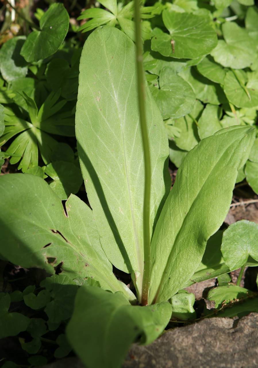 Photo of Shooting Star