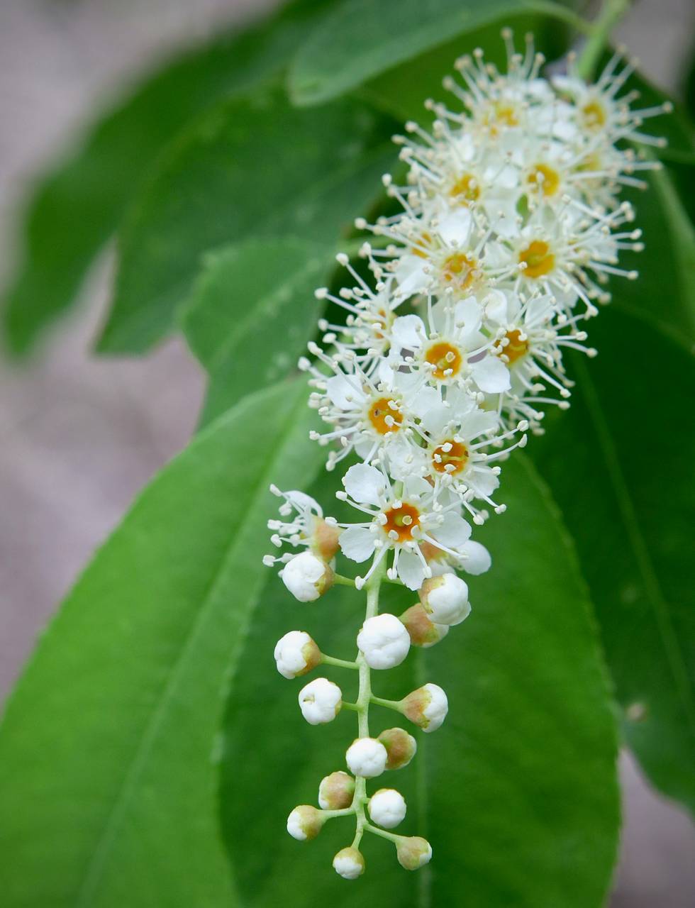 Photo of Black Cherry