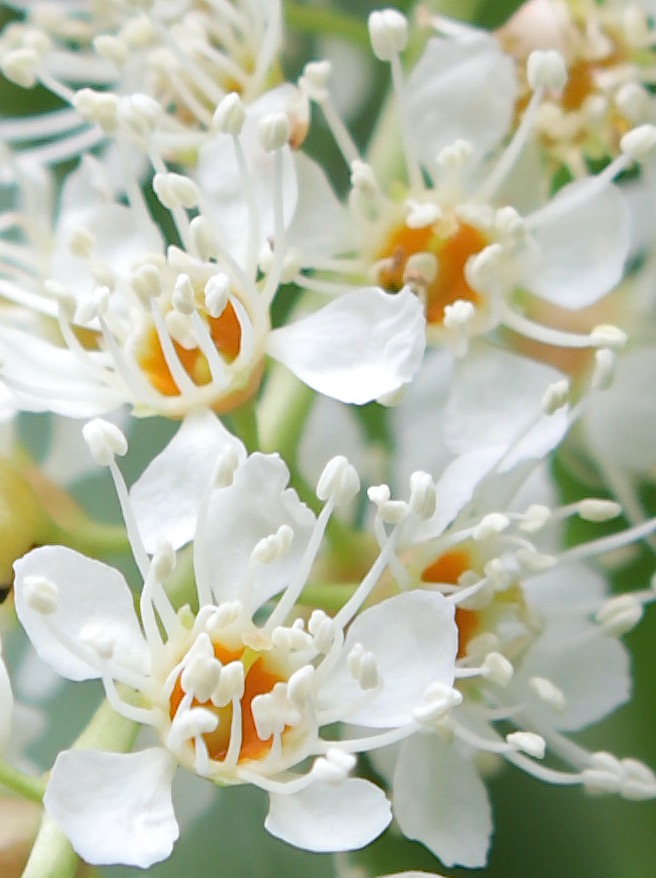 Photo of Black Cherry