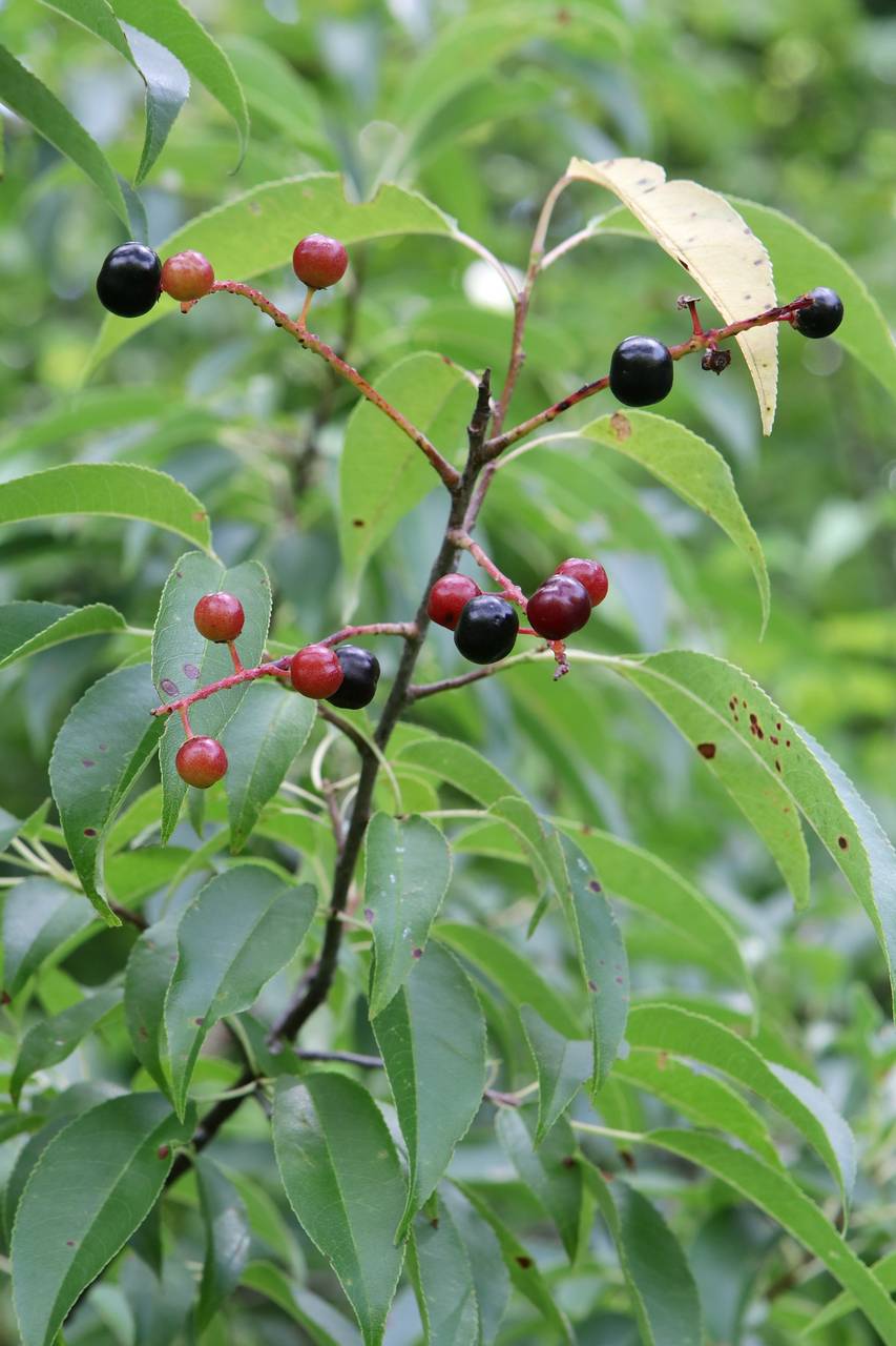 Photo of Black Cherry