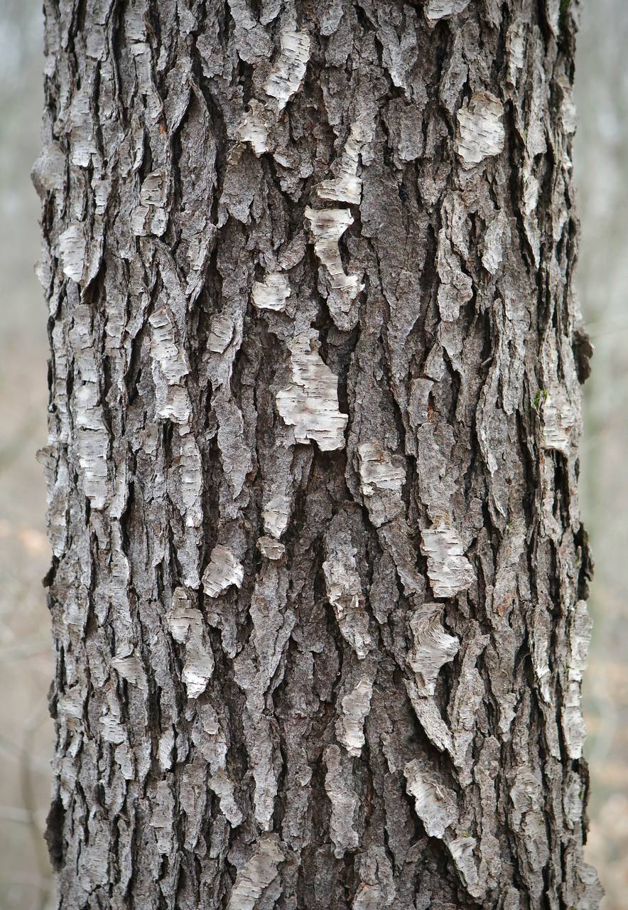 Photo of Black Cherry