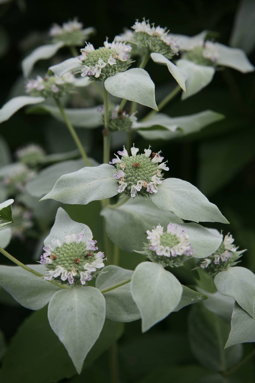 Photo of Clustered Mountainmint