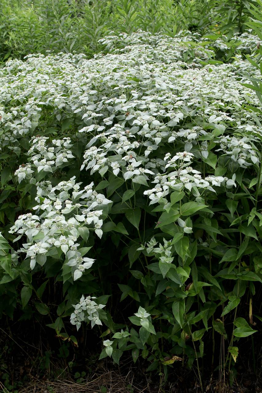 Photo of Clustered Mountainmint