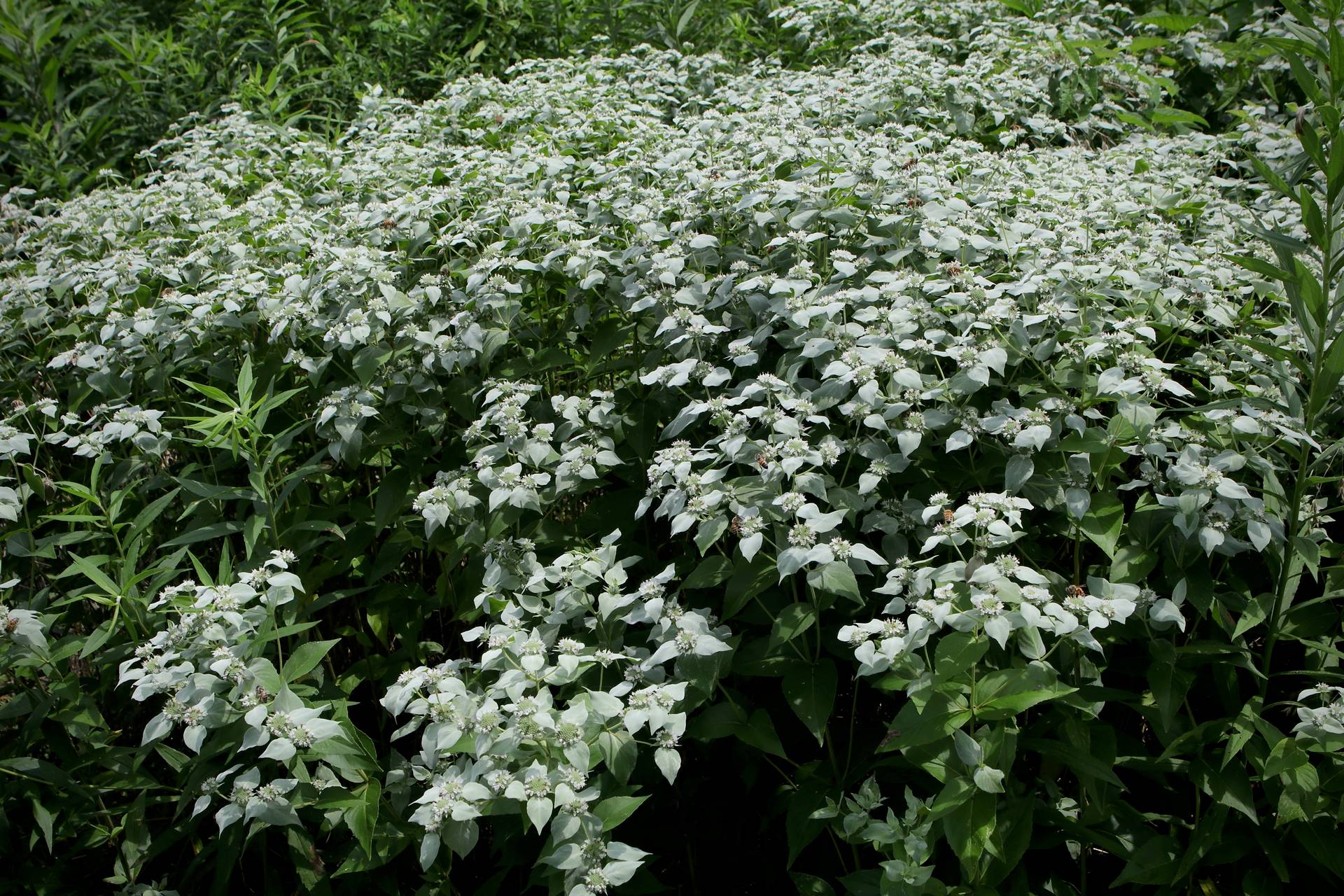 Photo of Clustered Mountainmint