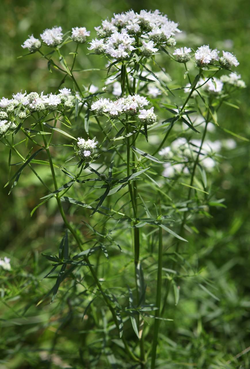 Photo of Narrowleaf Mountainmint