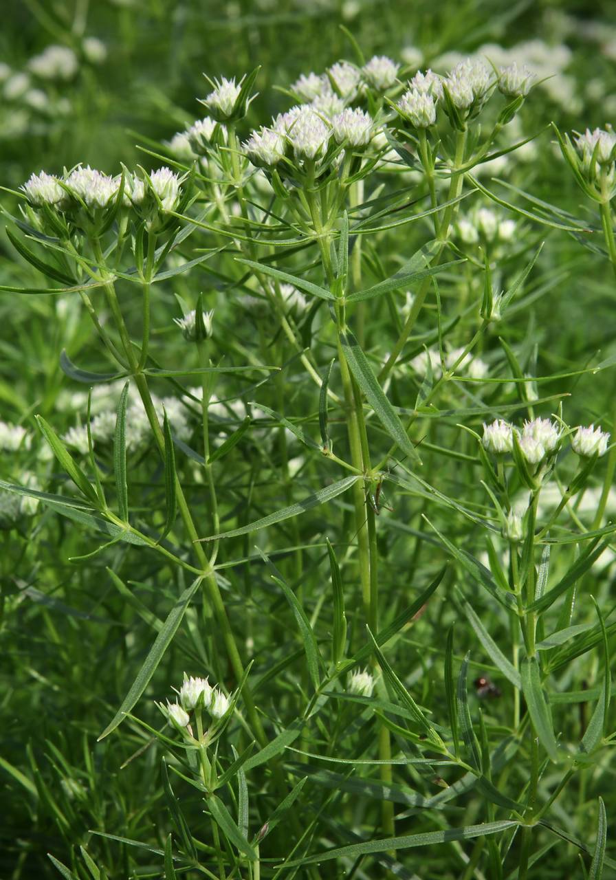Photo of Narrowleaf Mountainmint