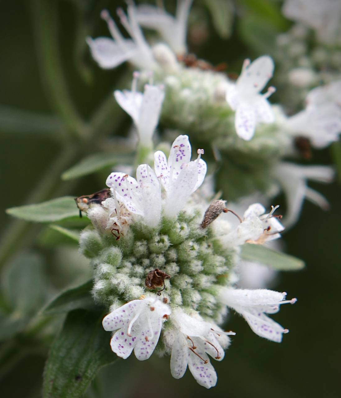 Photo of Hairy Mountain Mint