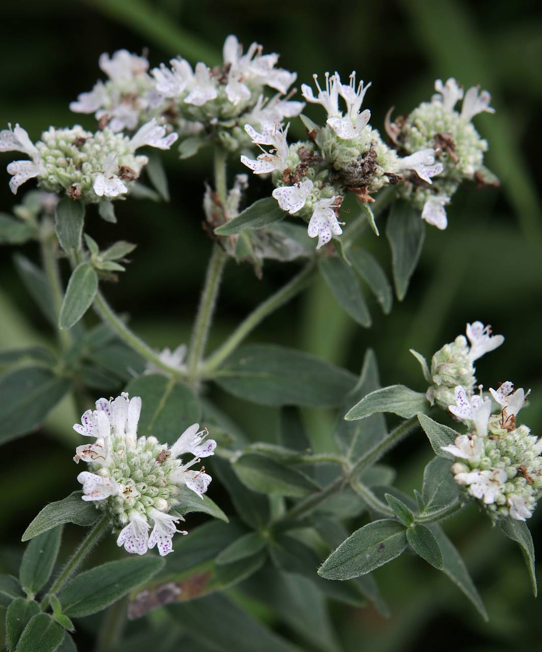 Photo of Hairy Mountain Mint