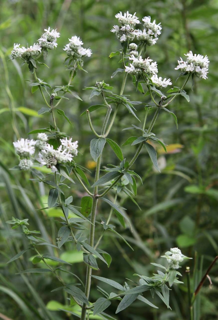 Photo of Hairy Mountain Mint