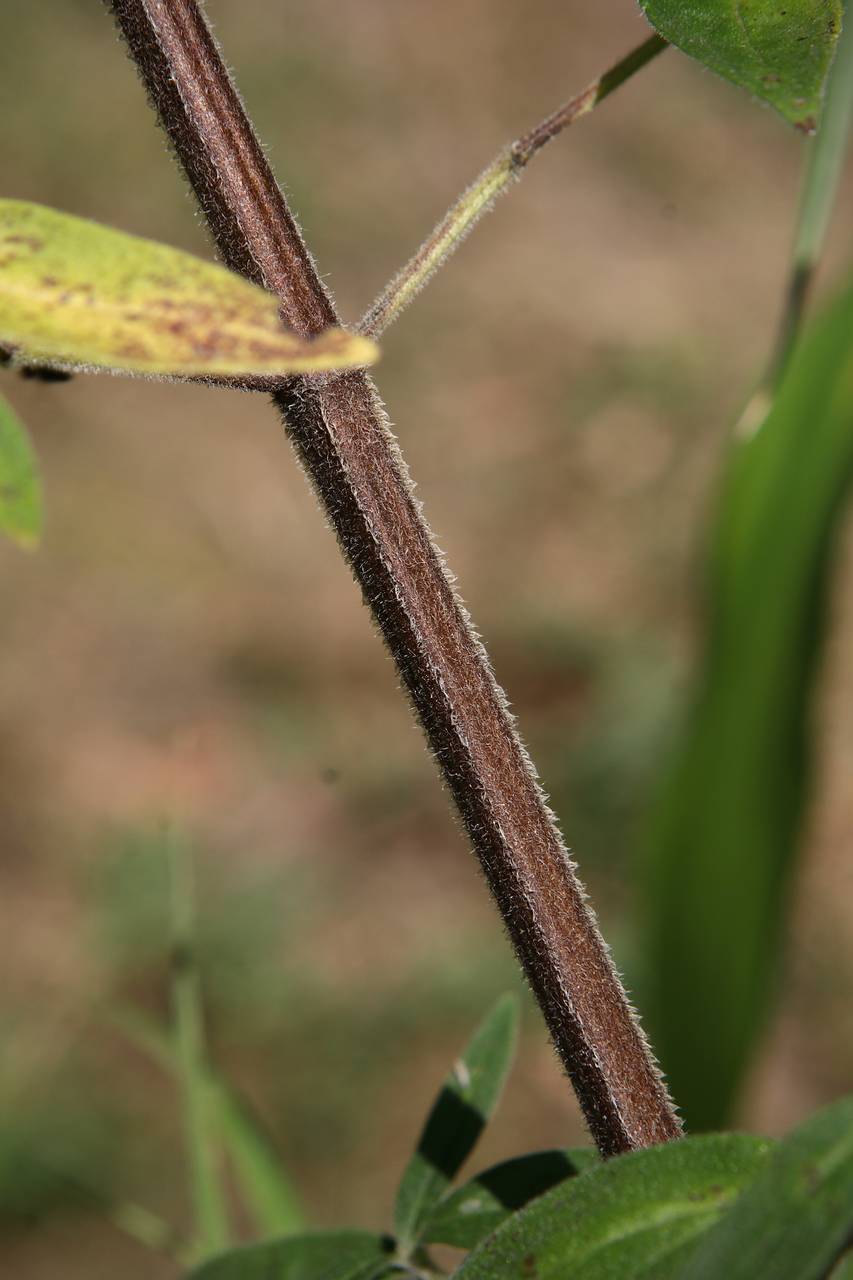 Photo of Hairy Mountain Mint