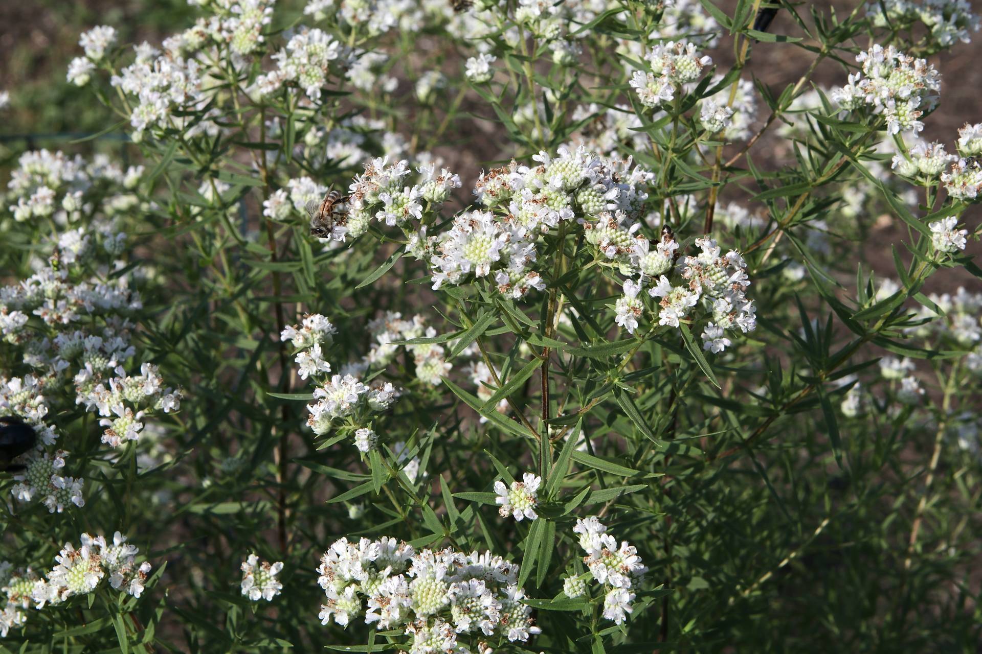Photo of Virginia Mountainmint