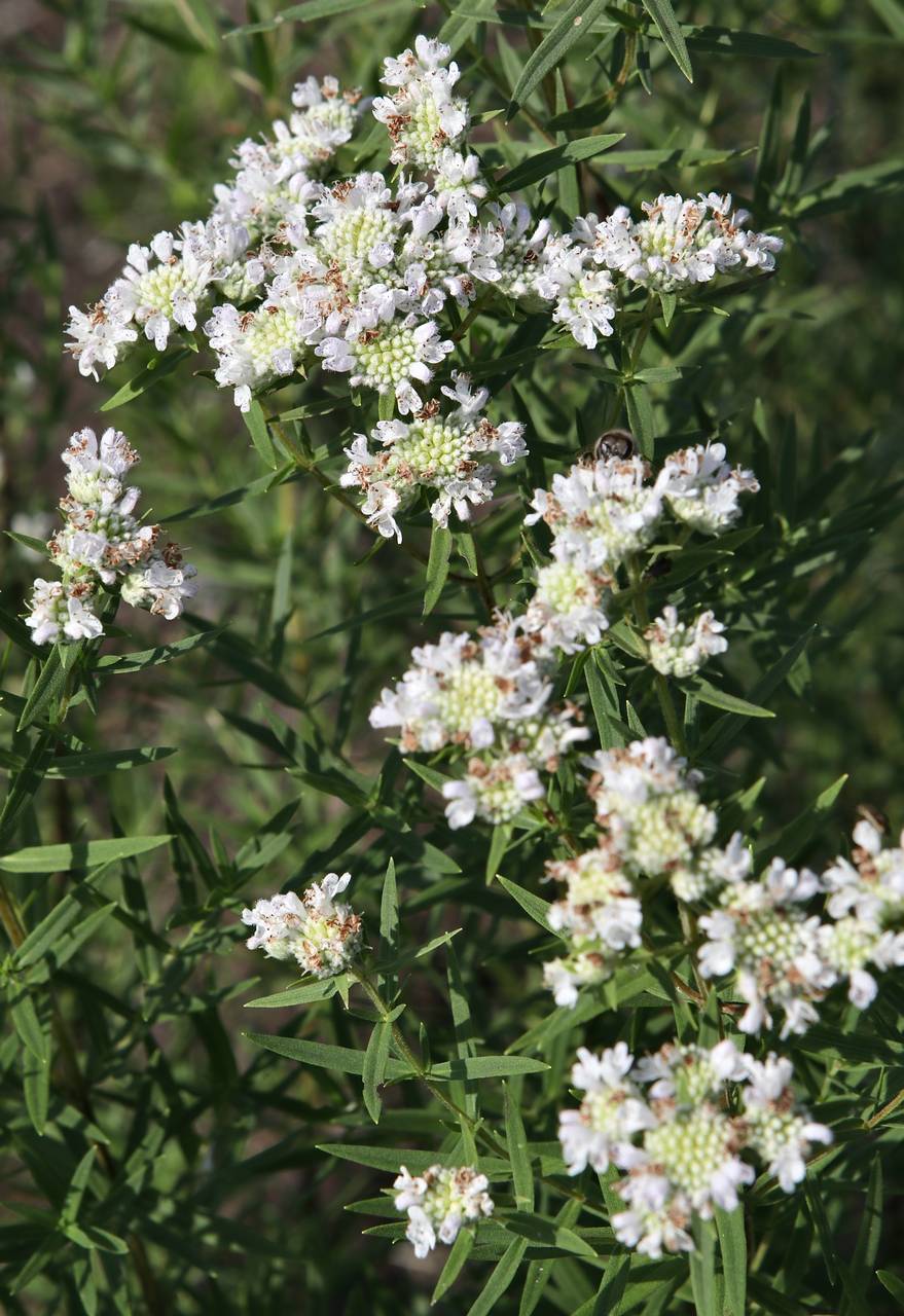 Photo of Virginia Mountainmint