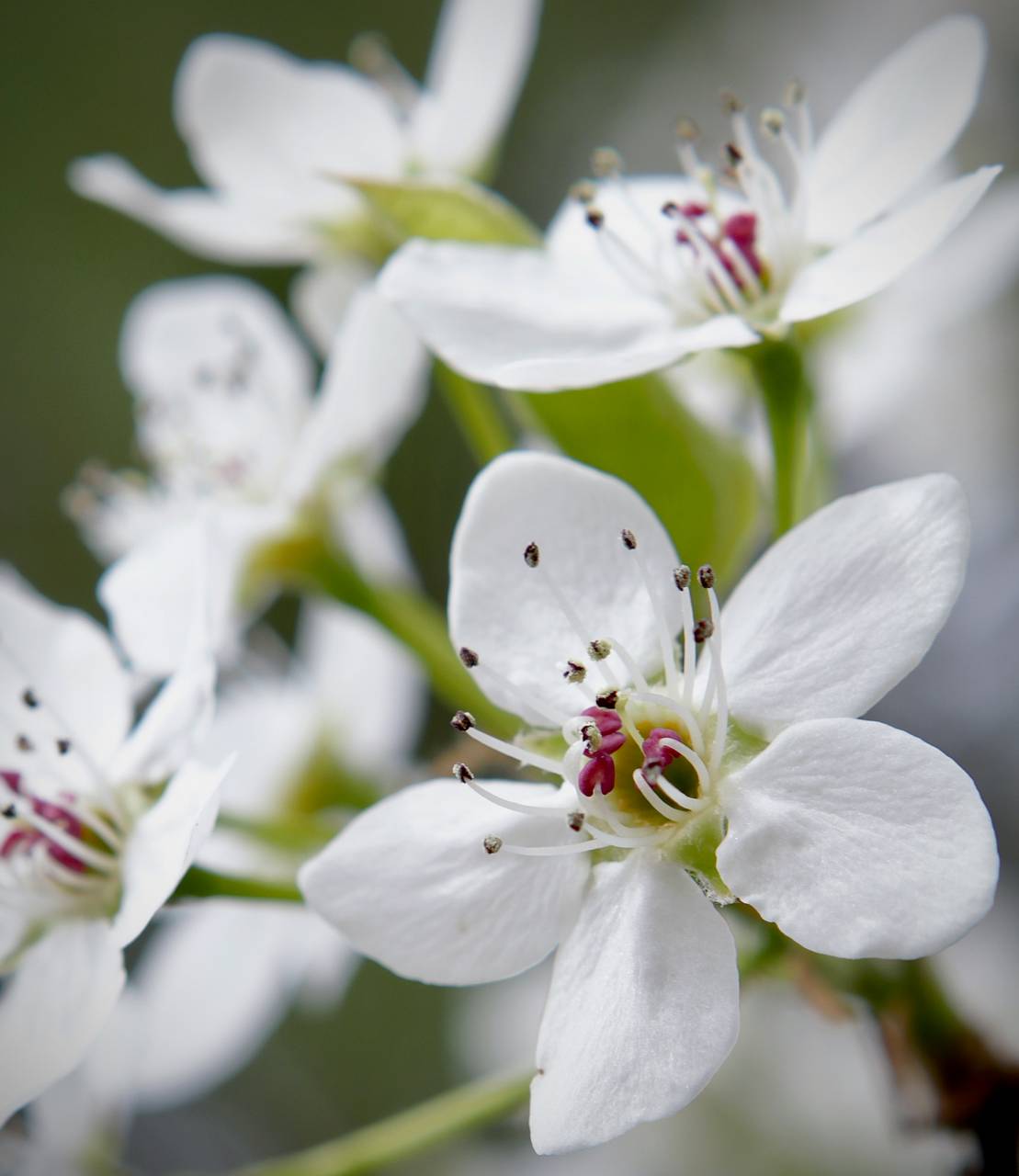 Photo of Callery Pear