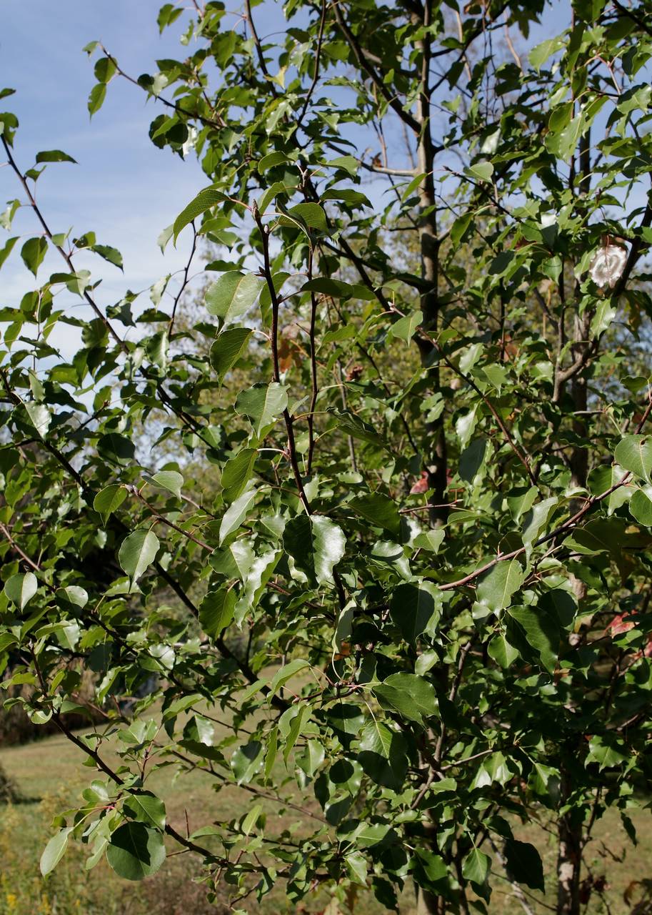 Photo of Callery Pear