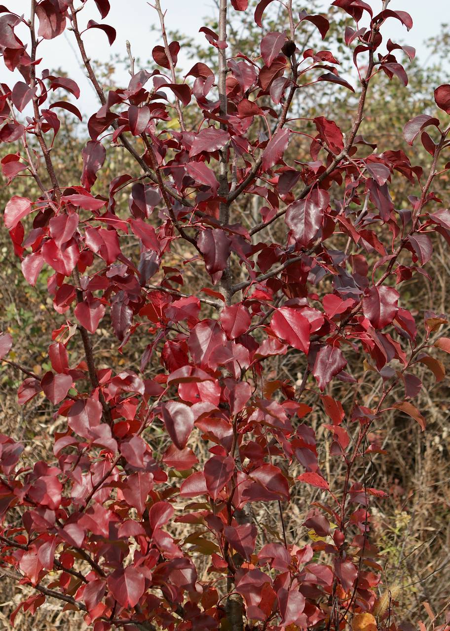 Photo of Callery Pear