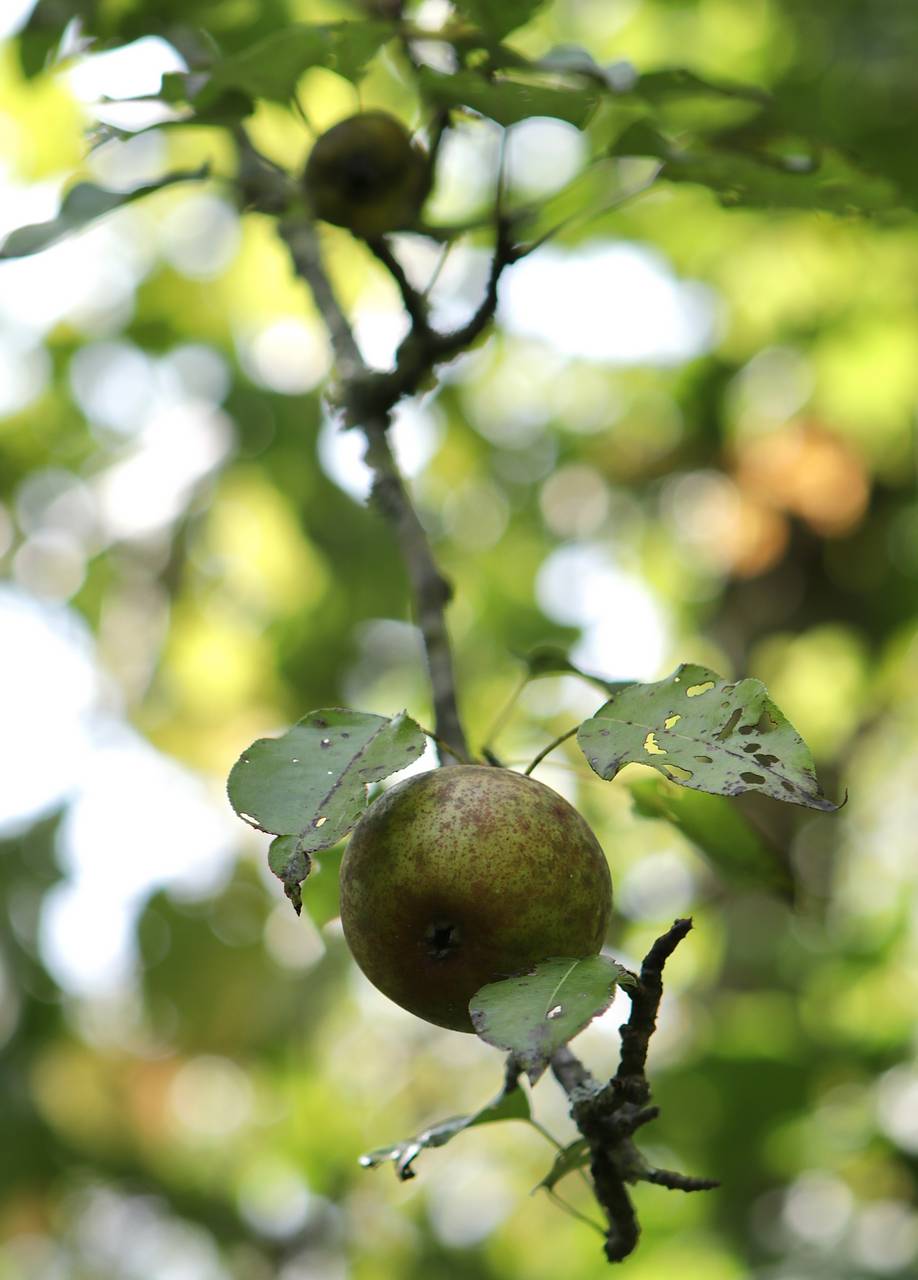 Photo of Common Pear