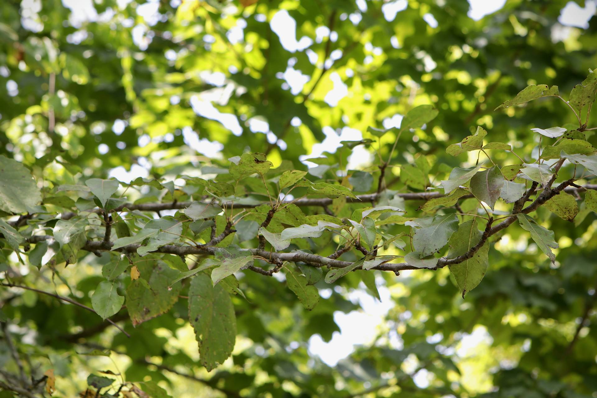 Photo of Common Pear