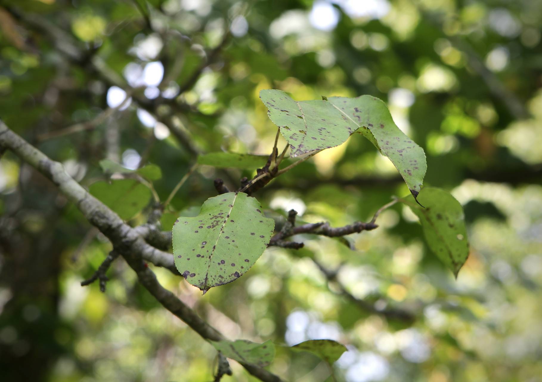 Photo of Common Pear