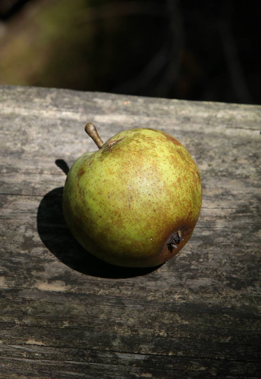 Photo of Common Pear