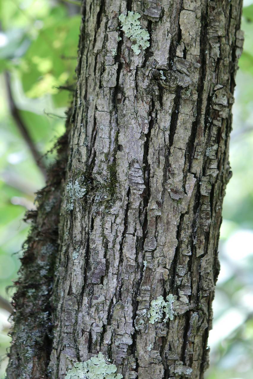 Photo of Common Pear