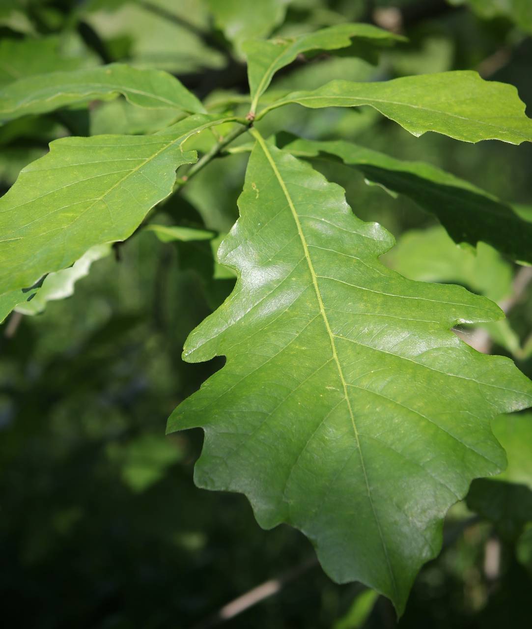 Photo of Swamp White Oak