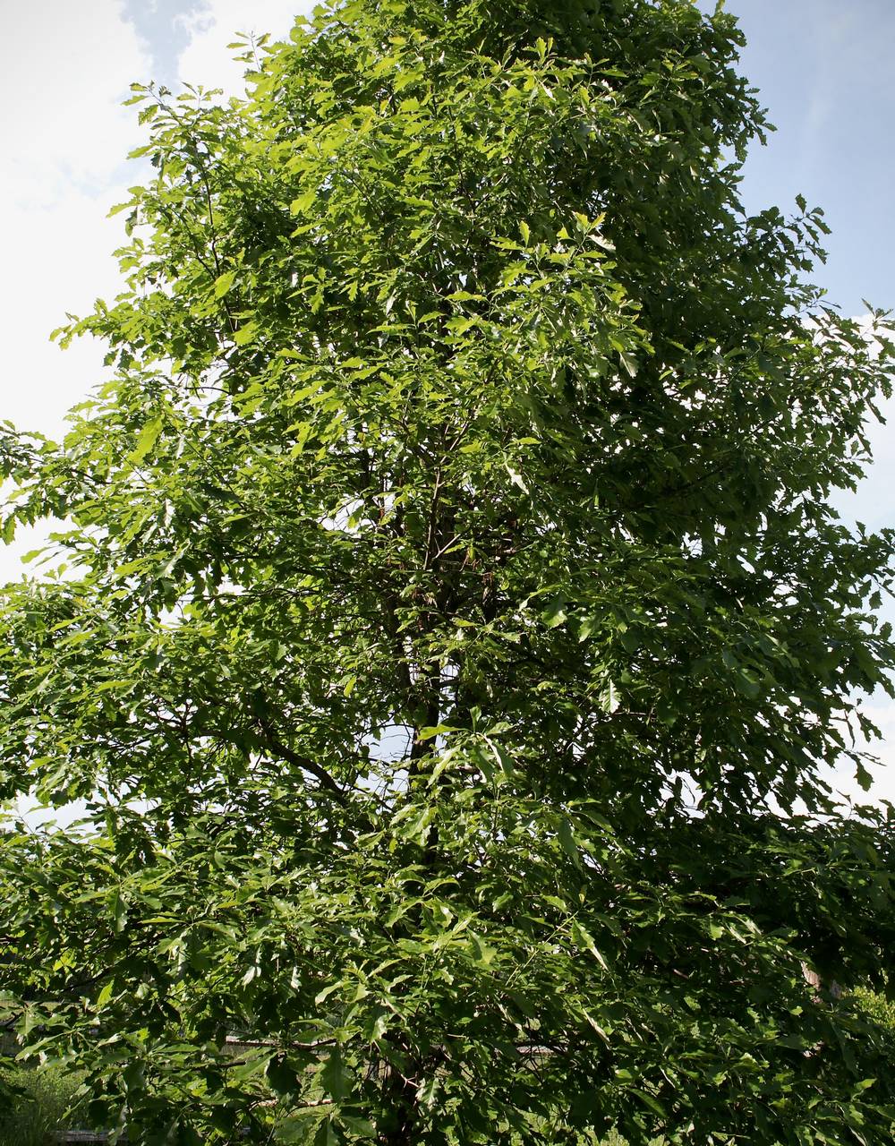 Photo of Swamp White Oak