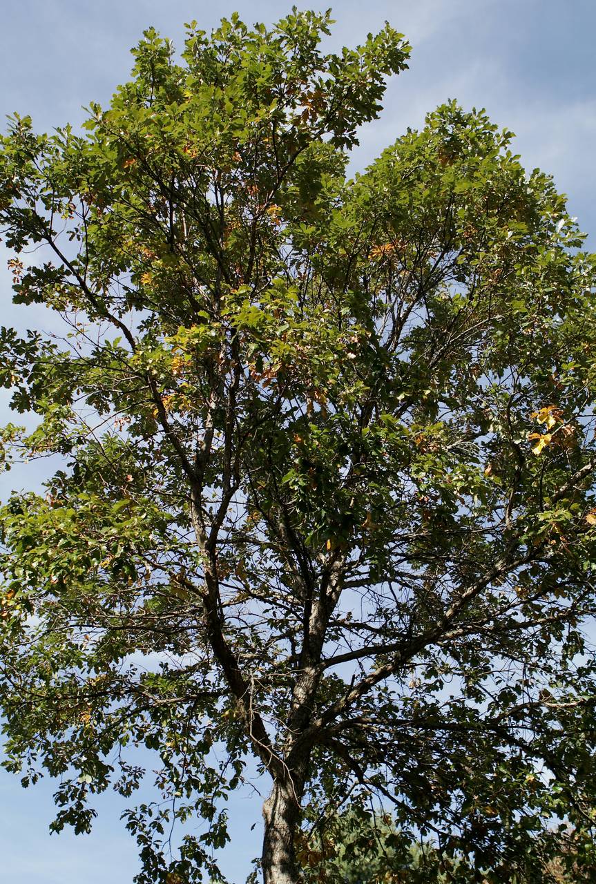 Photo of Swamp White Oak