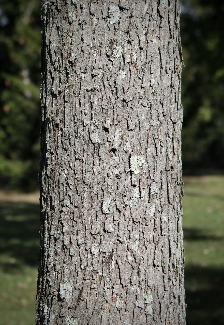 Photo of Swamp White Oak