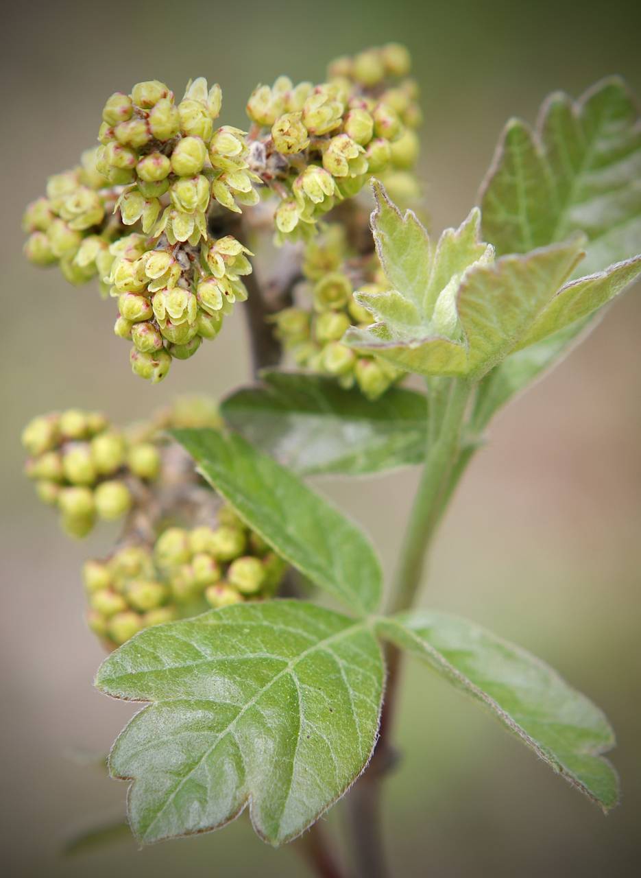 Photo of Fragrant Sumac