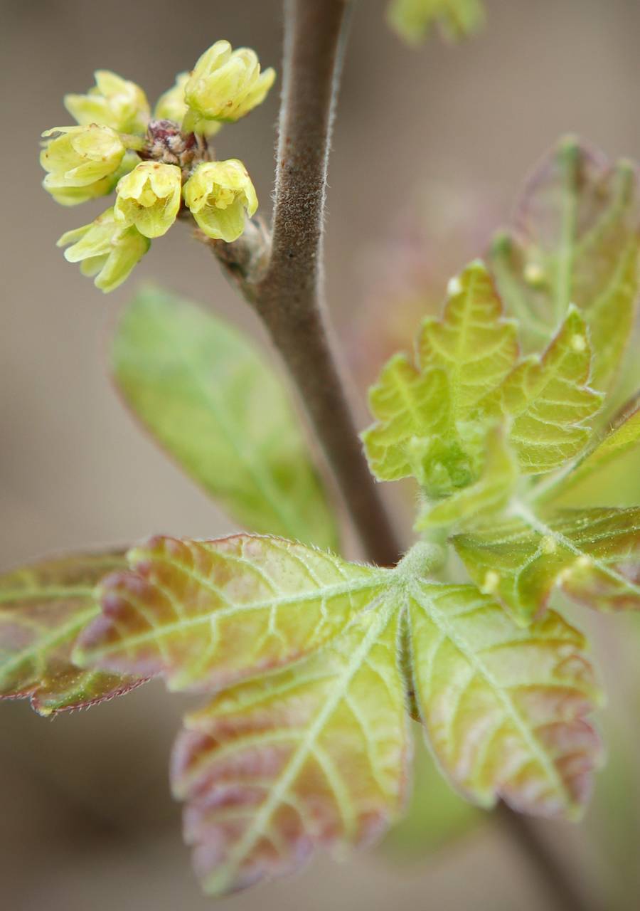 Photo of Fragrant Sumac