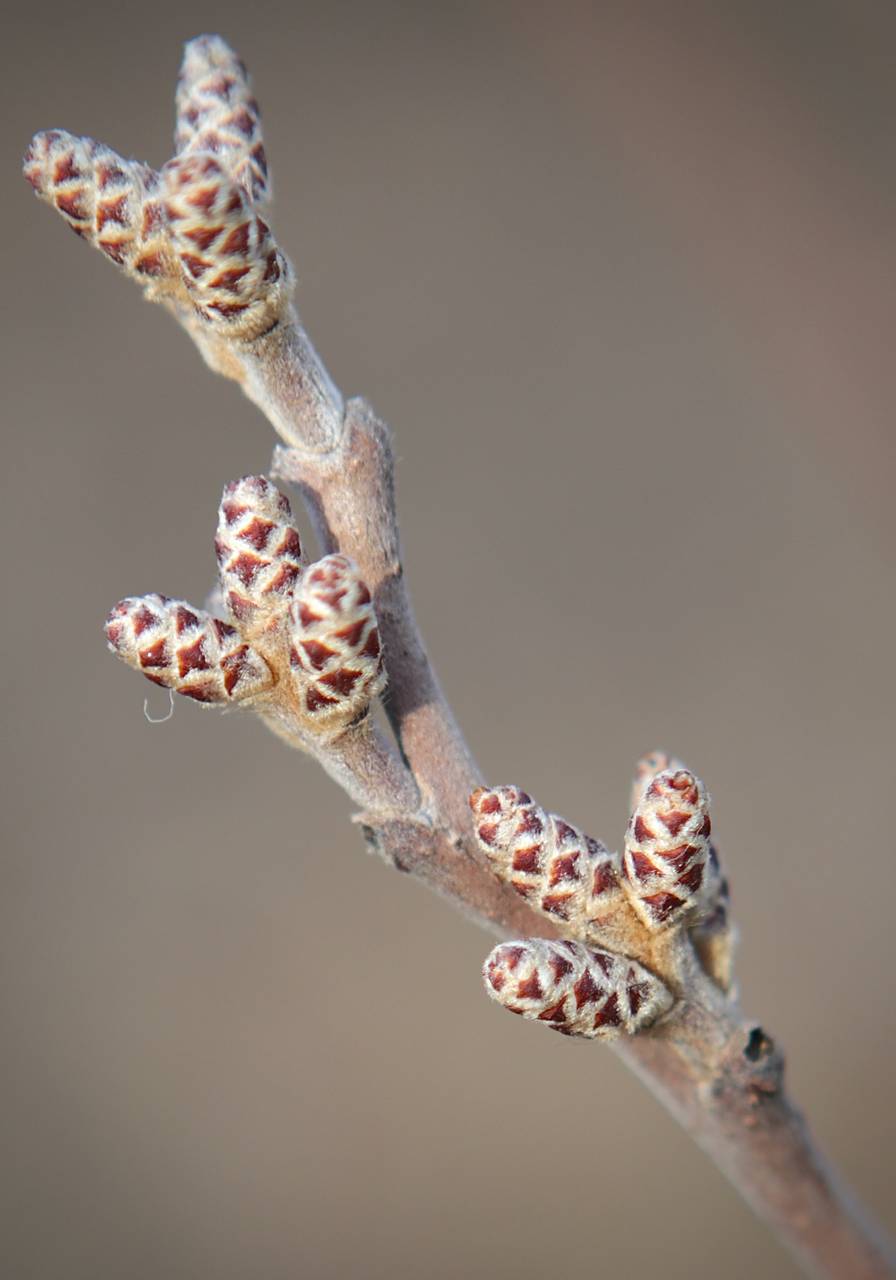 Photo of Fragrant Sumac