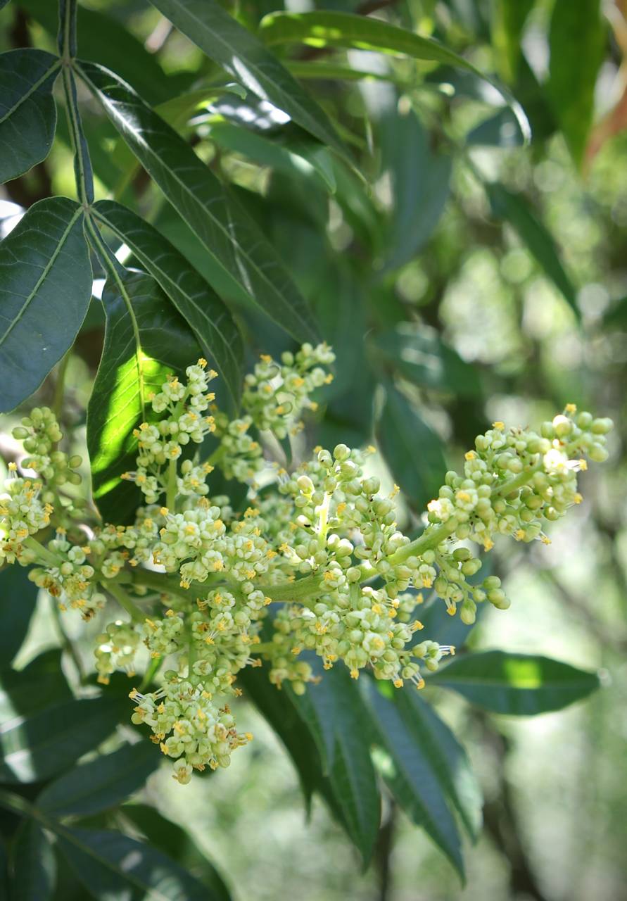 Photo of Winged Sumac