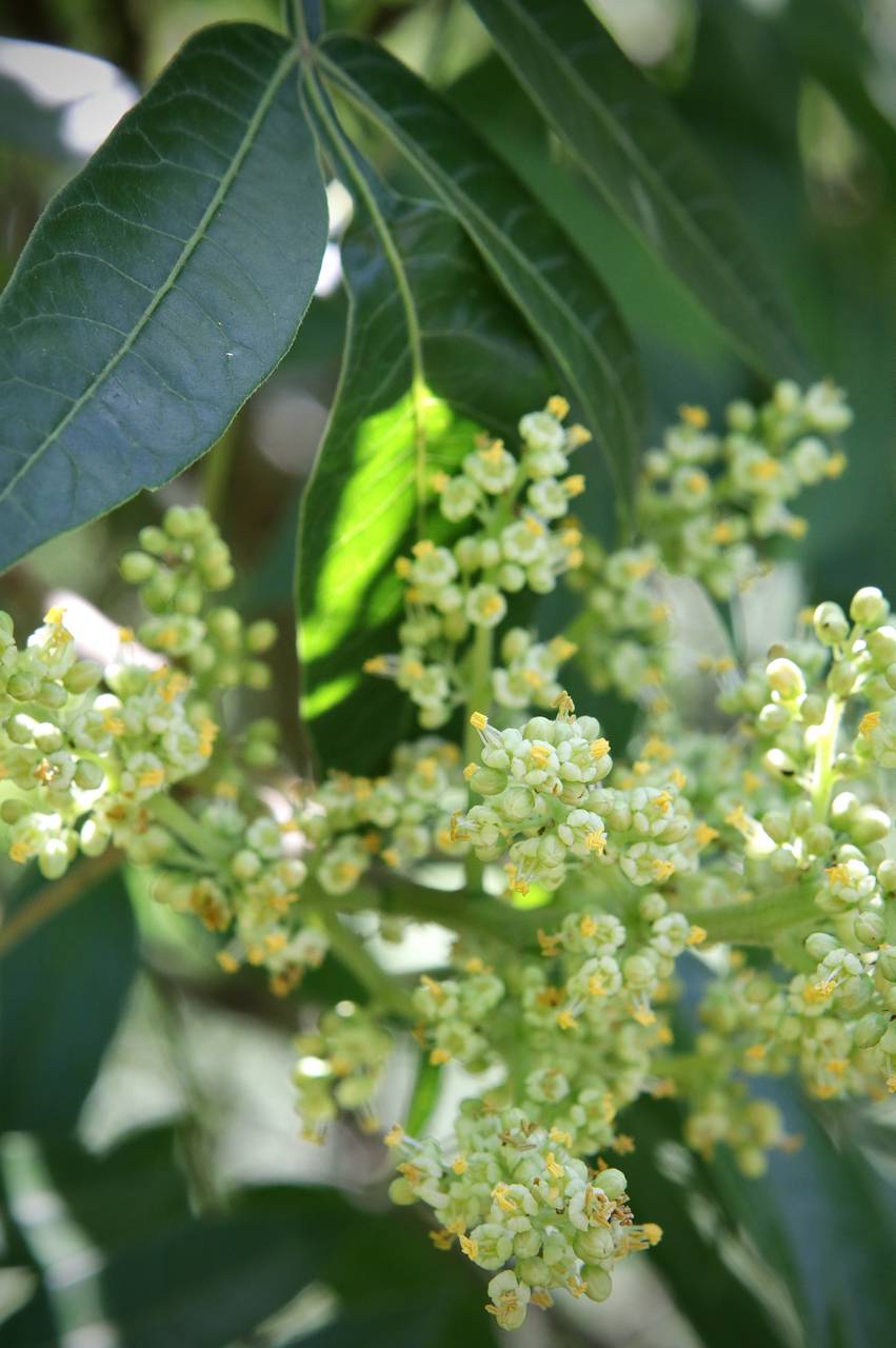 Photo of Winged Sumac