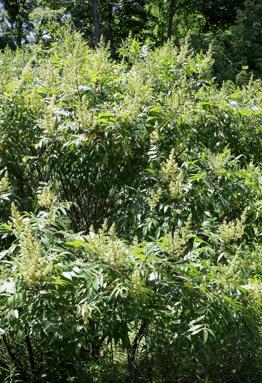 Photo of Winged Sumac