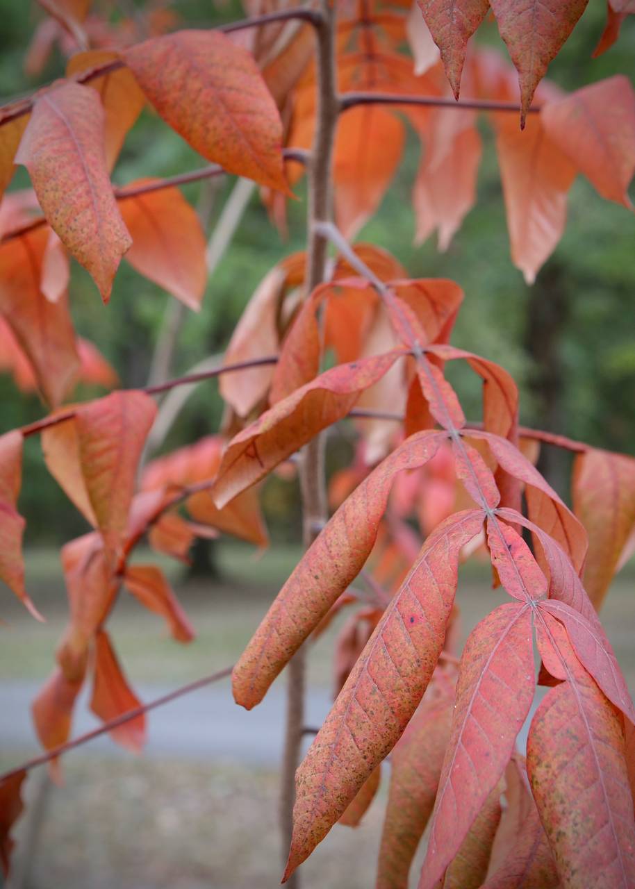 Photo of Winged Sumac