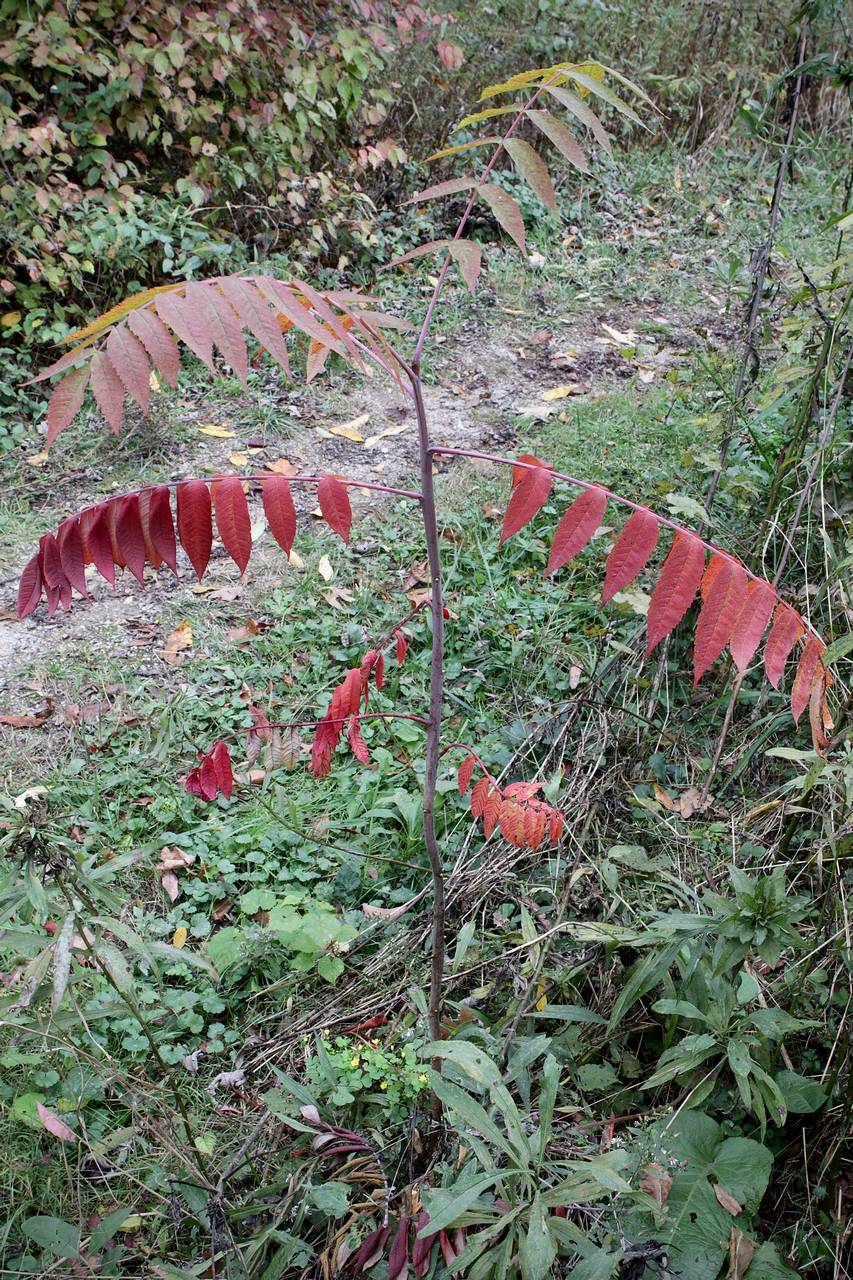 Photo of Smooth Sumac