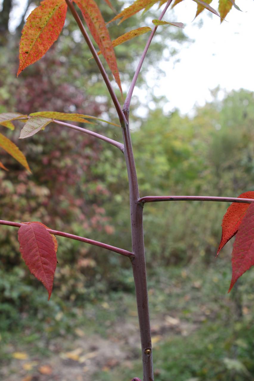 Photo of Smooth Sumac