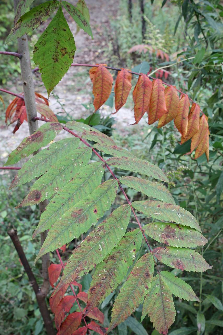 Photo of Smooth Sumac