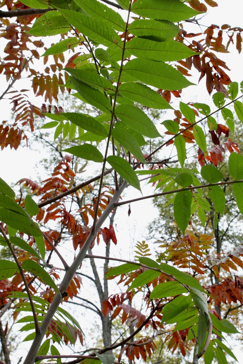 Photo of Smooth Sumac