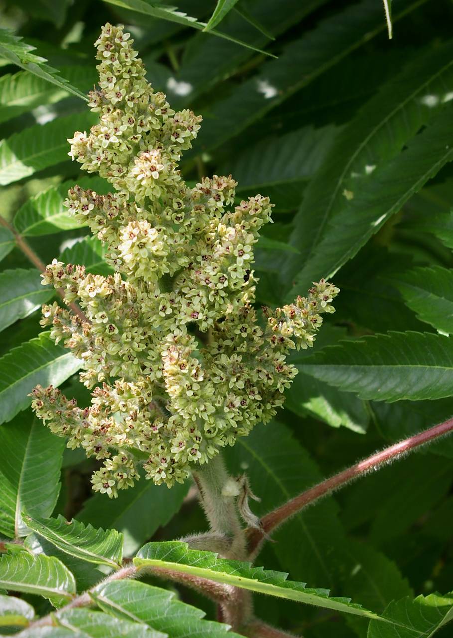 Photo of Staghorn Sumac