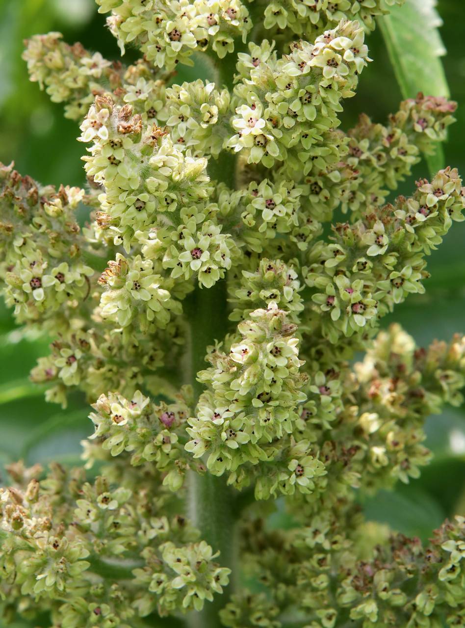 Photo of Staghorn Sumac