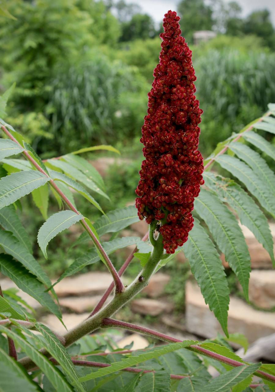 Photo of Staghorn Sumac