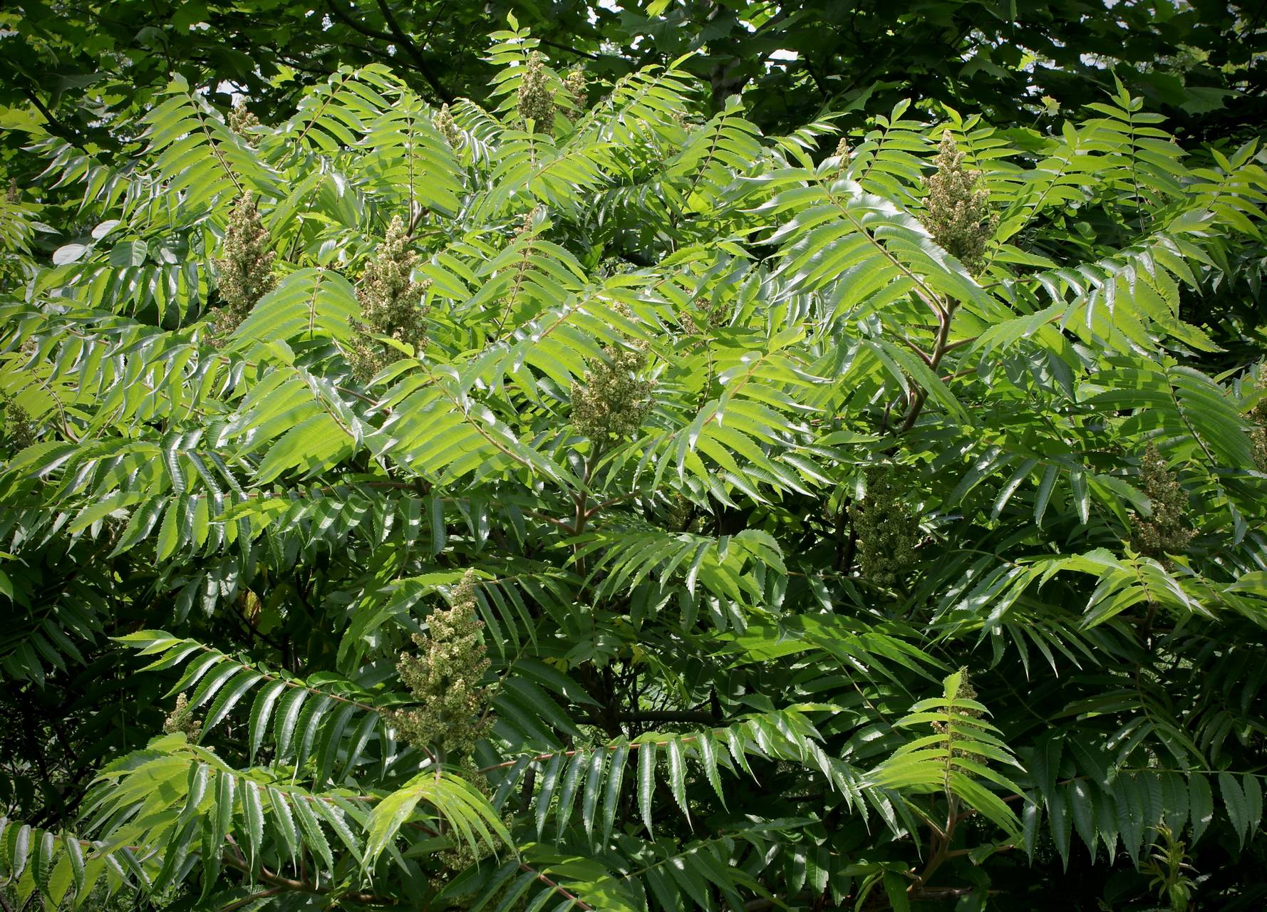 Photo of Staghorn Sumac