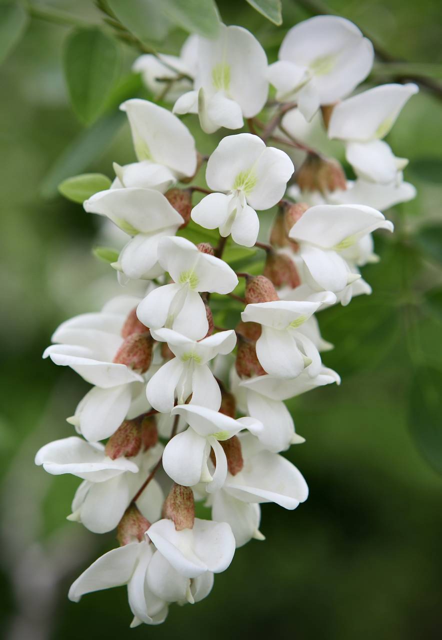 Photo of Black Locust