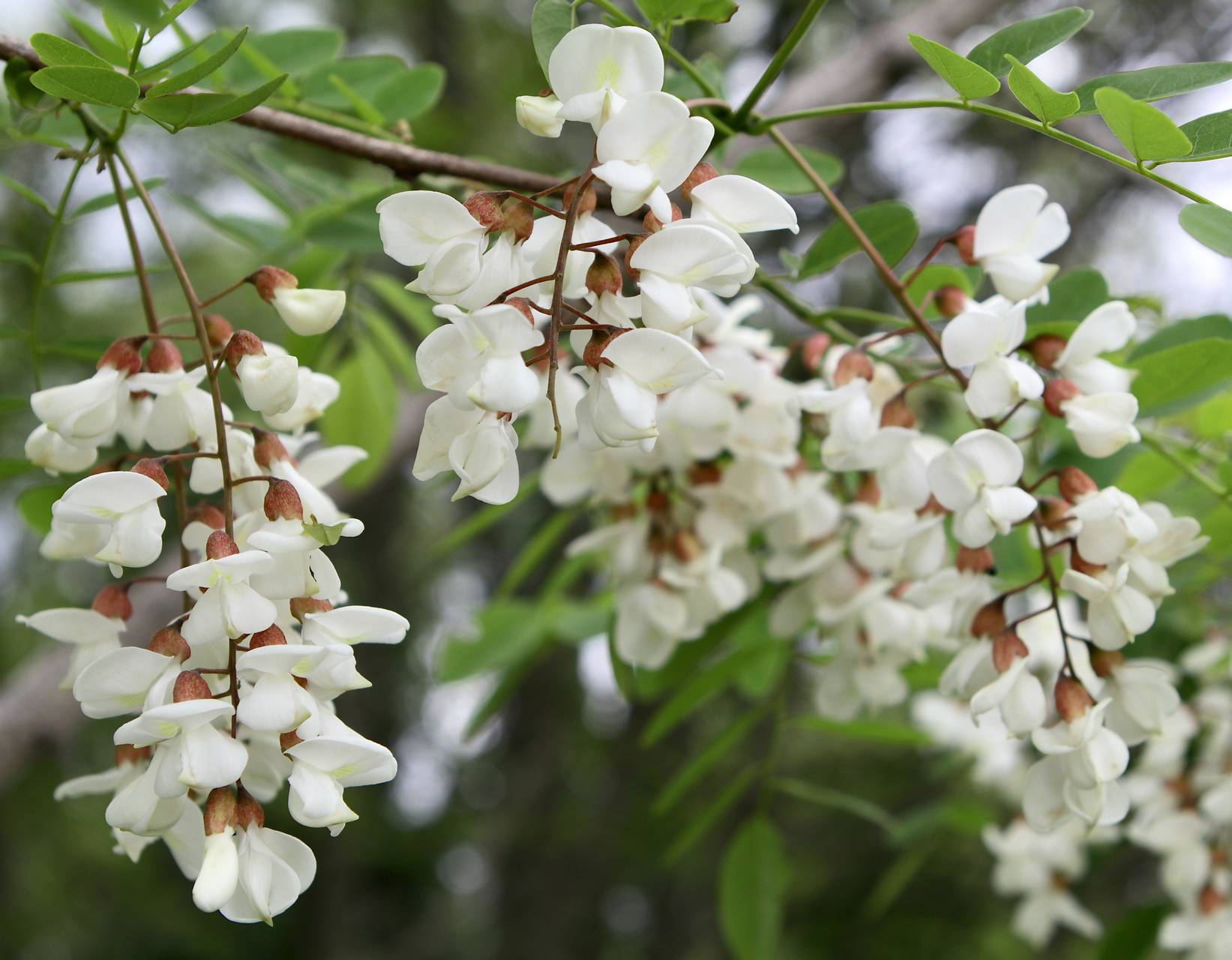 Photo of Black Locust