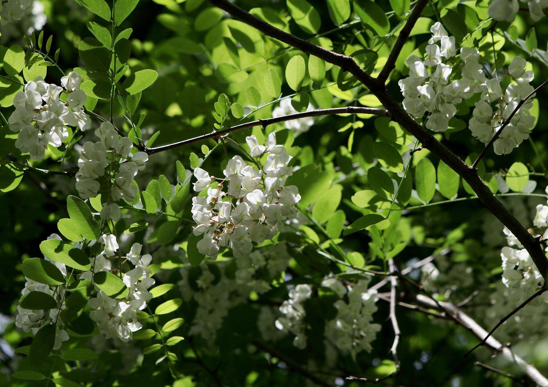 Photo of Black Locust