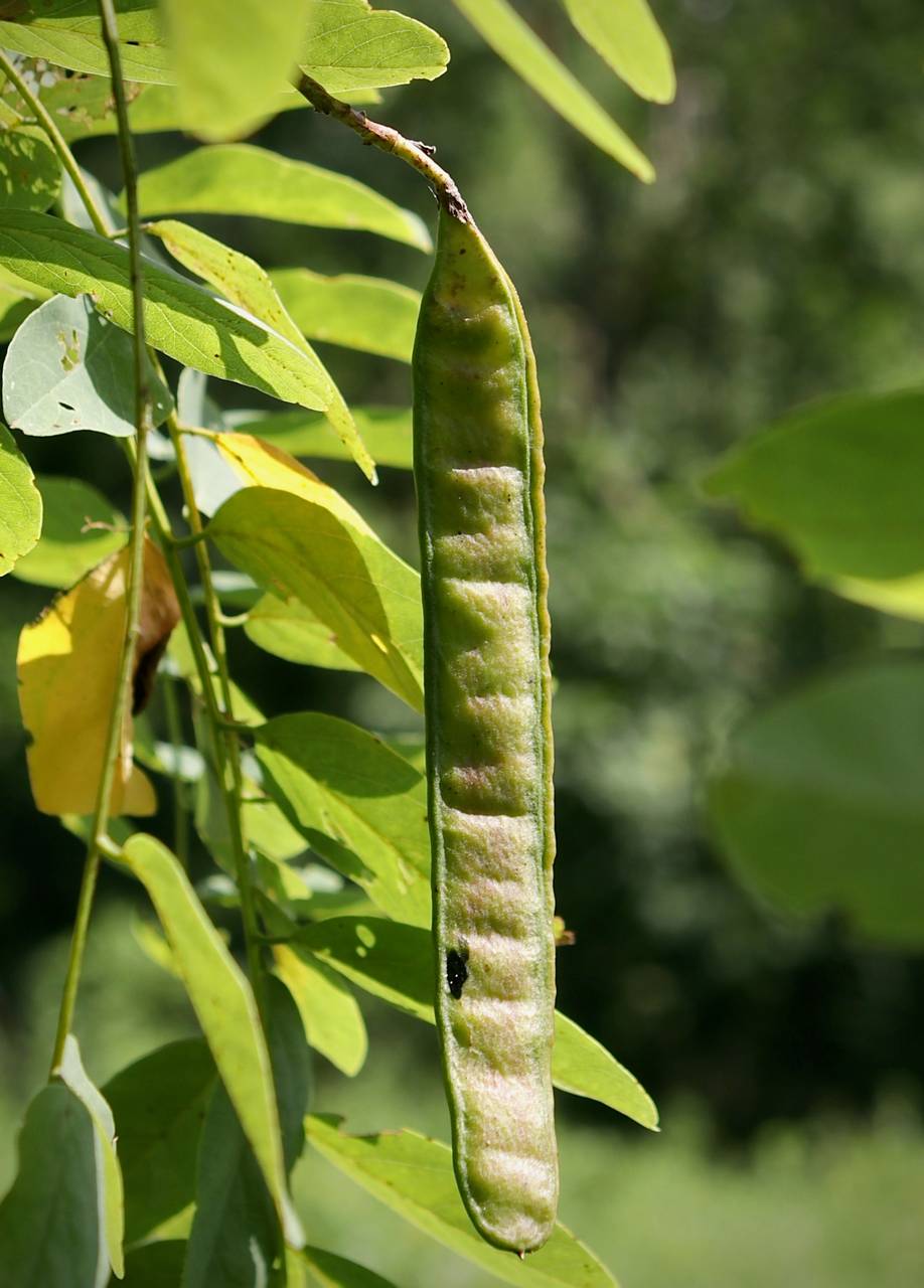 Photo of Black Locust