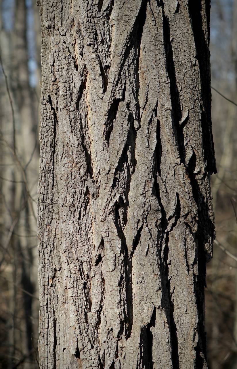 Photo of Black Locust