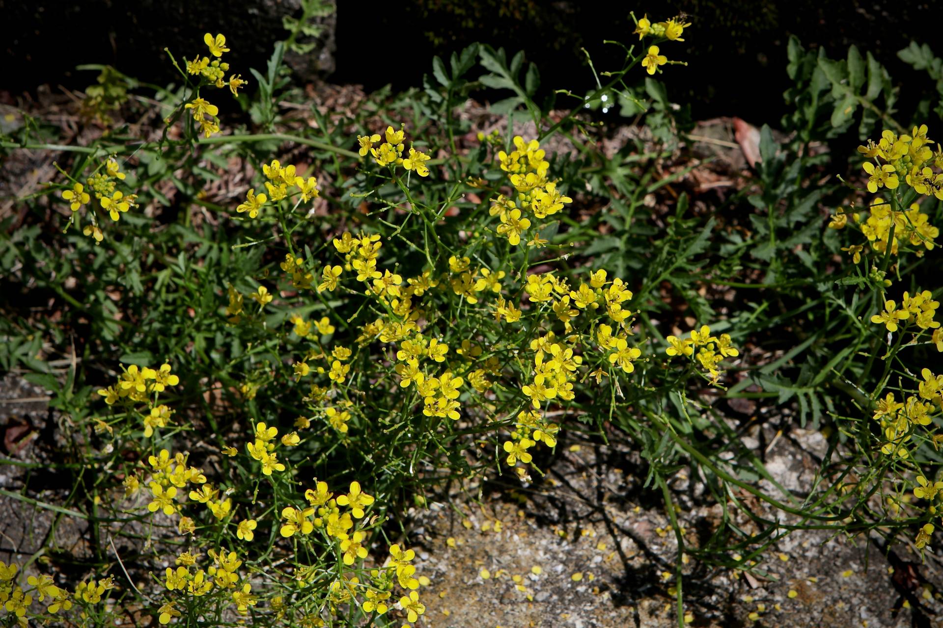 Photo of Creeping Yellow Cress