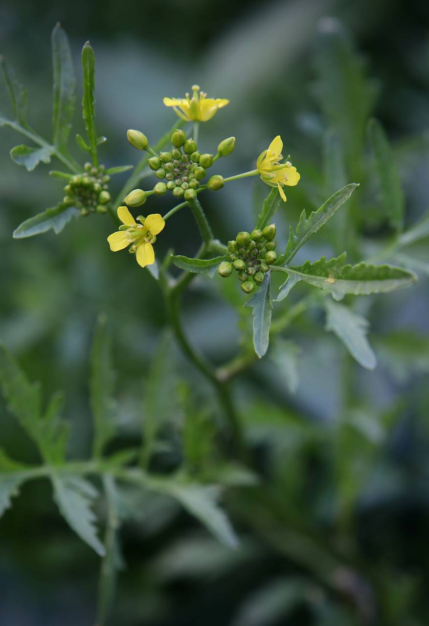 Photo of Creeping Yellow Cress